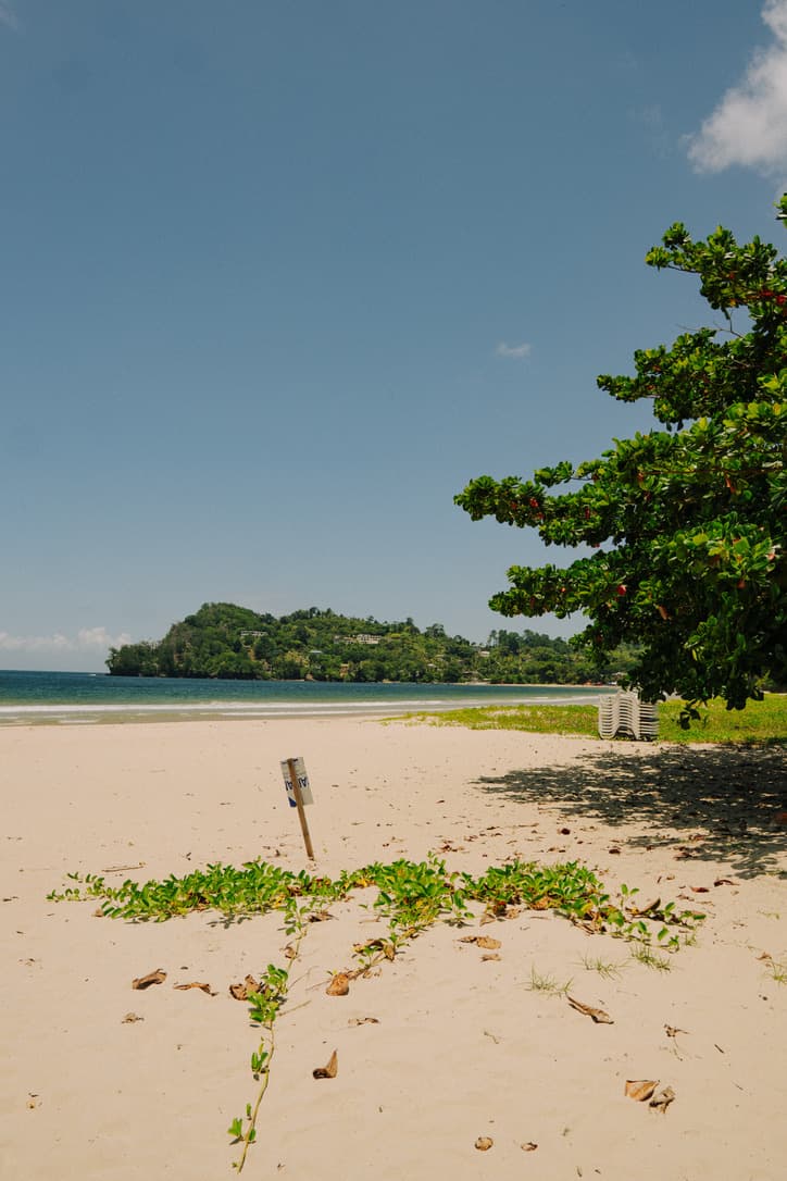 Leafy trees casting shade on a quiet beach